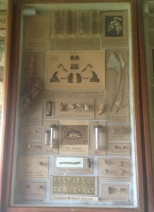 Greyback cane beetle, May 1922.