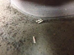 Casemaking clothes moth larvae cases on the inside of a felt hat.