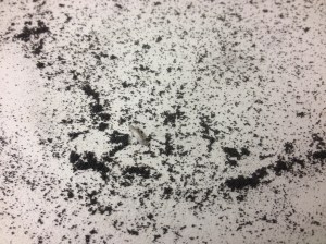 Casemaking clothes moth frass.