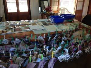 Air drying flood damaged photographs. Gayndah Museum, 2013.